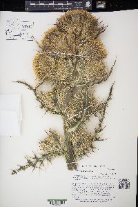 Cirsium horridulum image