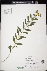 Hypericum prolificum image