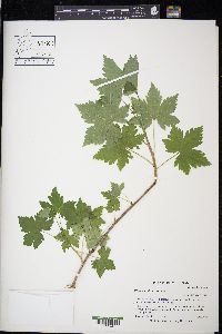 Ribes glandulosum image