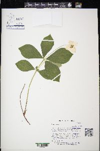 Cornus canadensis image