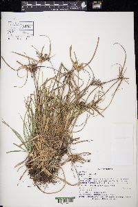 Cyperus croceus image