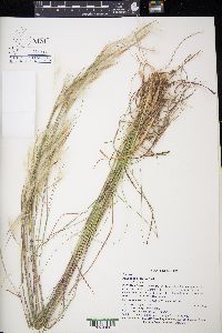 Andropogon tracyi image