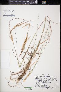 Andropogon gyrans image