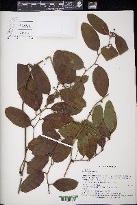 Smilax laurifolia image