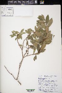 Lyonia ferruginea image