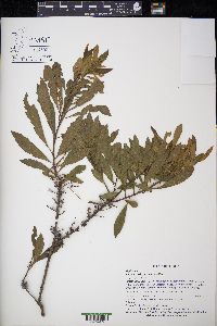 Myrica cerifera image