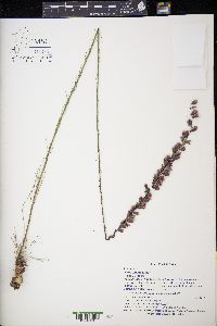 Liatris tenuifolia image