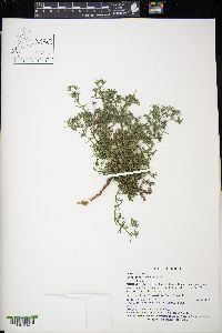 Polypremum procumbens image