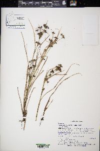 Rhynchospora scirpoides image