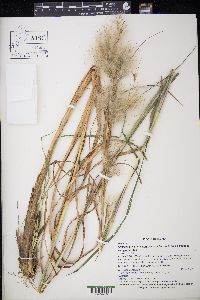 Andropogon glomeratus var. glomeratus image