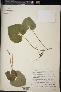Asarum caudatum image