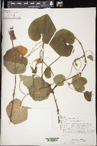 Asarum caudatum image