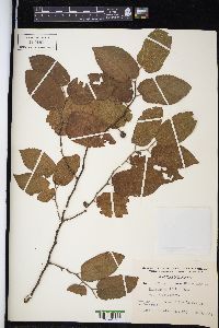 Guazuma ulmifolia image