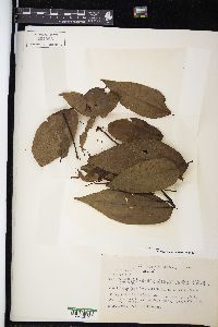 Piper amalago image