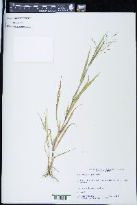 Panicum gattingeri image