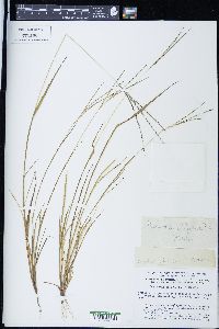 Panicum filiforme image