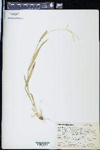 Panicum leibergii image