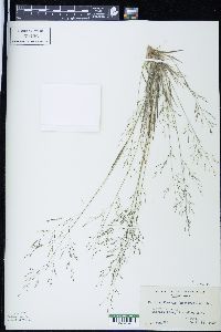 Panicum flexile image