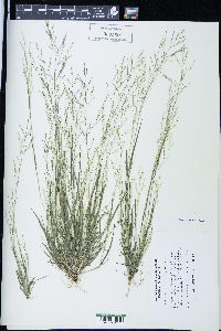 Panicum flexile image