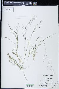 Panicum flexile image