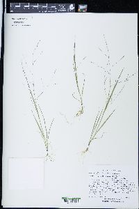 Panicum flexile image