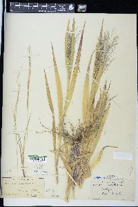 Panicum flexile image