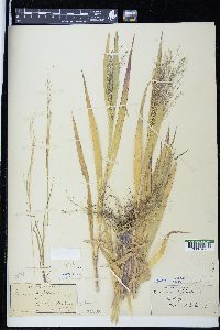 Panicum flexile image