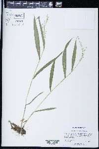 Panicum xanthophysum image