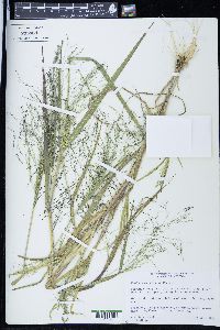 Panicum tuckermanii image