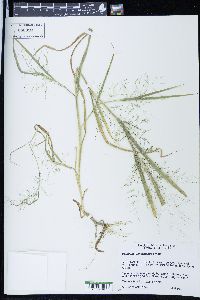 Panicum tuckermanii image