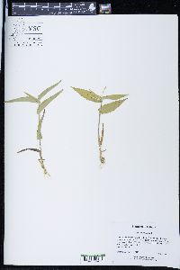 Panicum latifolium image