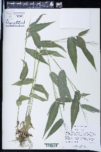 Panicum latifolium image