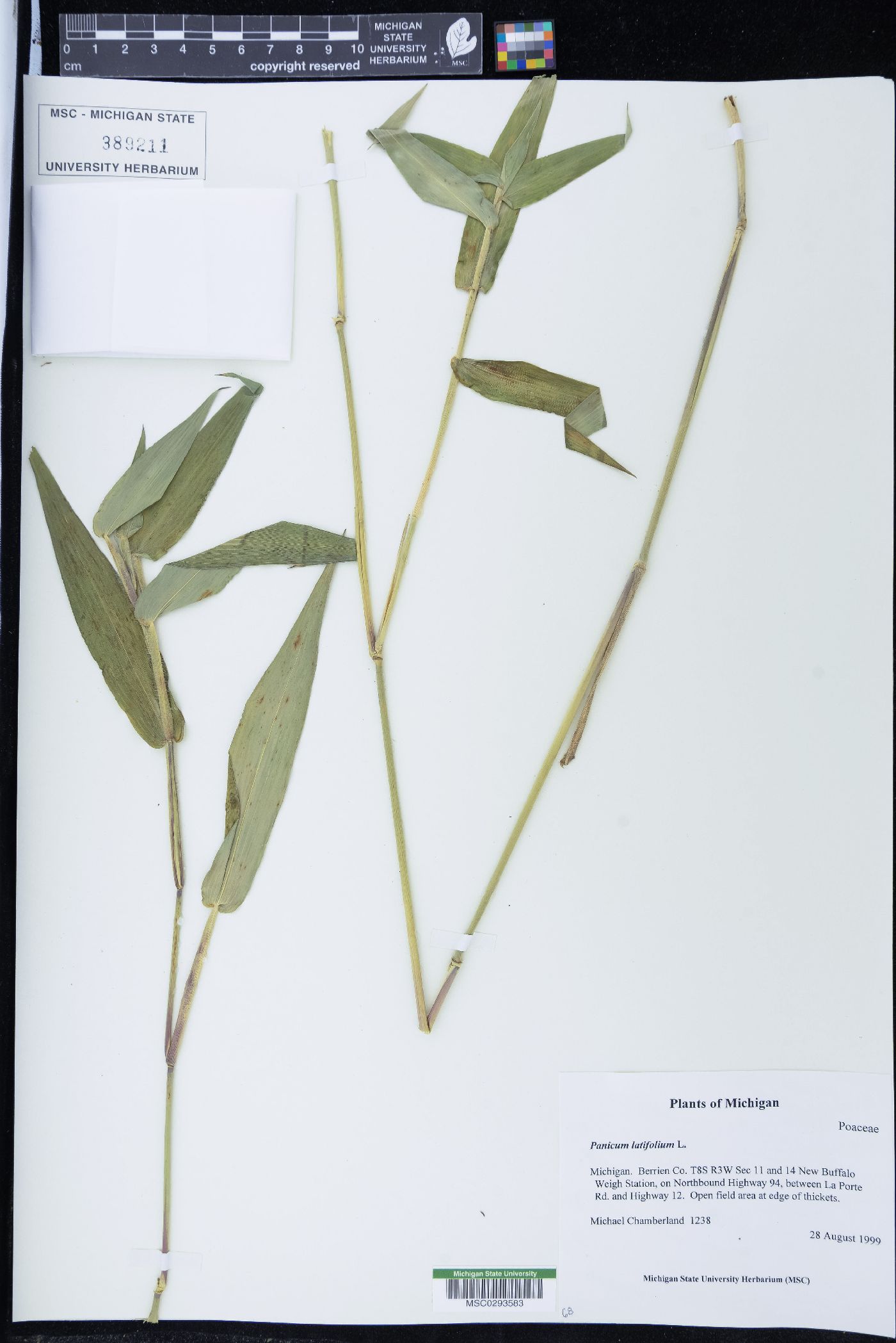 Panicum latifolium image