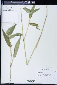 Panicum latifolium image