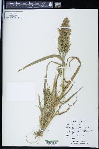 Panicum miliaceum image