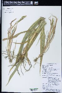 Panicum miliaceum image