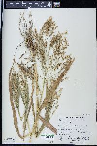 Panicum miliaceum image