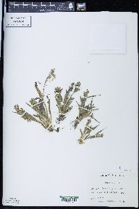 Panicum miliaceum image