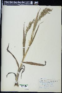 Panicum miliaceum image