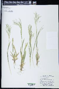 Panicum philadelphicum image