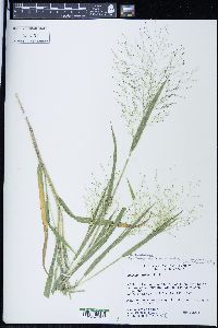 Panicum philadelphicum image