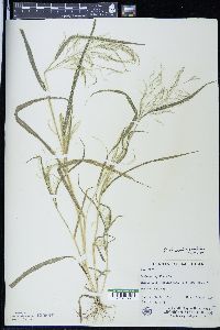 Panicum philadelphicum image