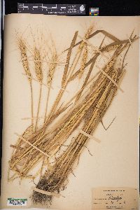 Triticum aestivum image