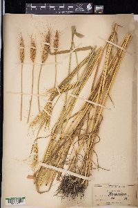 Triticum aestivum image