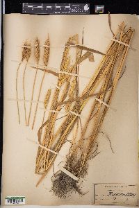 Triticum aestivum image