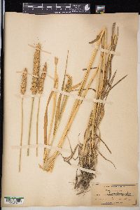 Triticum aestivum image