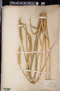 Triticum aestivum image