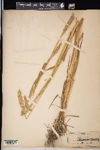 Triticum aestivum image