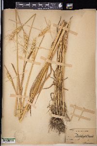 Triticum aestivum image