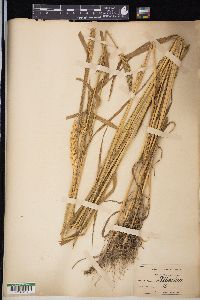 Triticum aestivum image